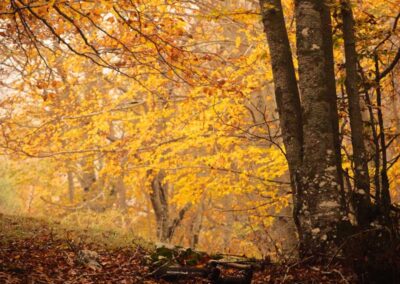 Fioritura Castelluccio autunno