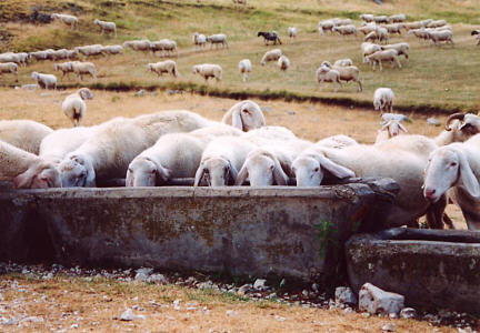 Fonte Cagnolini