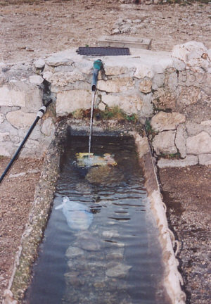 Fontanile di Terra Nera